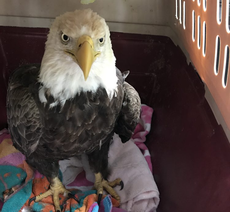 New Year's Eve Bald Eagles  Southwest Virginia Wildlife Center of Roanoke